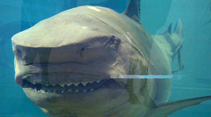 Damien Hirst: The Physical Impossibility of Death in the Mind of Someone Living by Damien Hirst (1991)