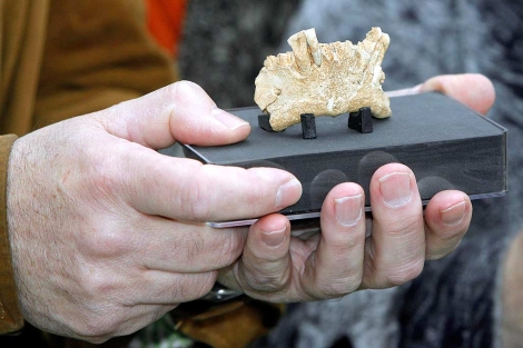Mandíbula de la Sima del Elefante perteneciente a los primeros homínidos europeos.